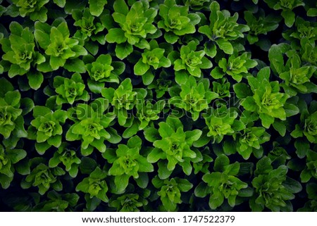 summer background of green plant leaves