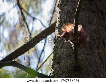 A red squirrel in a tree looks down