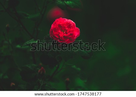 Red rose on a dark green background atmospheric photo