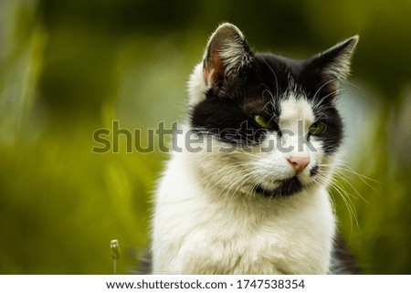 Portrait of a black-white cat on a yellow background, beautiful animal close-up