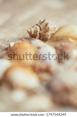 Seashell on the beach. The focus is on the seashell, the other seashells are blurred. Selective focus. Banner template.
