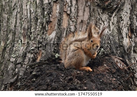 Funny squirrel sits on a tree. Close-up.