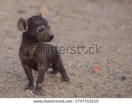 a young beautiful hyena cub