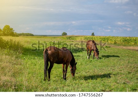 Two horses of the shepherd in the clearing of green grass