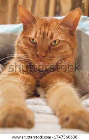 Close up picture of cat is laying on the bed and put it paws in front. Young red cat at home is almost sleeping. Green -yellow eyes and white whiskers of kitty. Domestic animal cover with blanket.