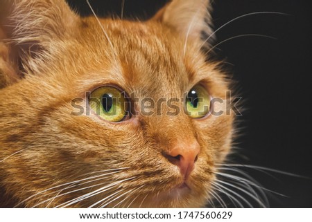 Red cat with green eyes is looking up on something. Close up picture of cat portrait with open eyes and white whiskers at home on black background. Adorable domestic animal.