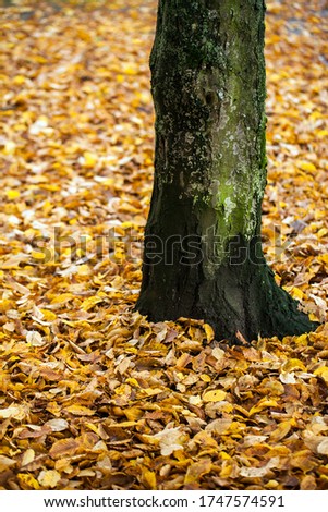 Seasonal Dry Autumn Leaves in Nature 