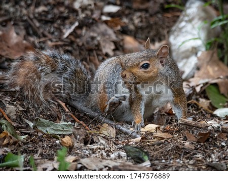 Free gray squirrel in a city park, small rodent