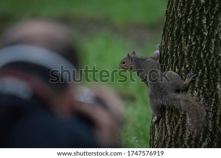 Gray squirrel photographed while climbing a tree trunk in a park