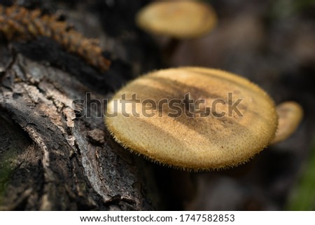 Picture of a wildlife forest mushroom in the woods on sunny day