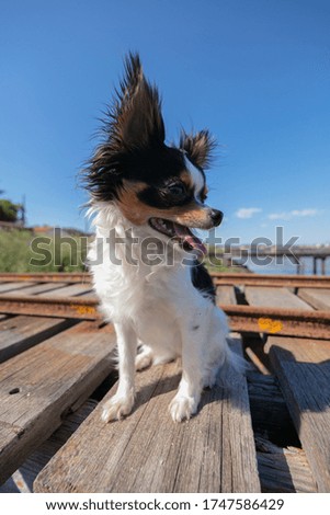 chihuahua on a fisherman's pontoon in the wilderness