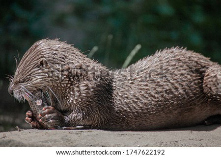 Sea otter eat the fish