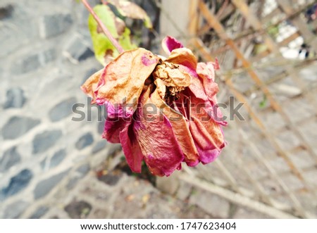 Dry Rose Bud hanging from Gazebo in the Garden.