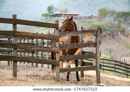 Brown Horse in a mexican ranch