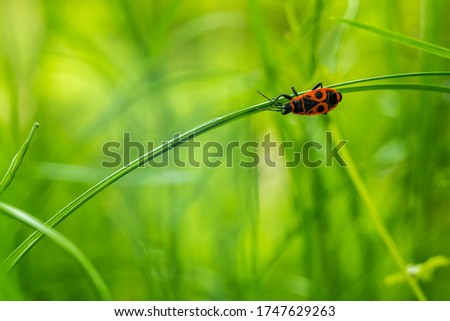 Single firebug (Pyrrhocoris apterus) clinging to blades of grass with green blurred background