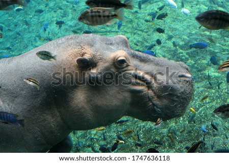 Mammal swimming underwater with a cute face