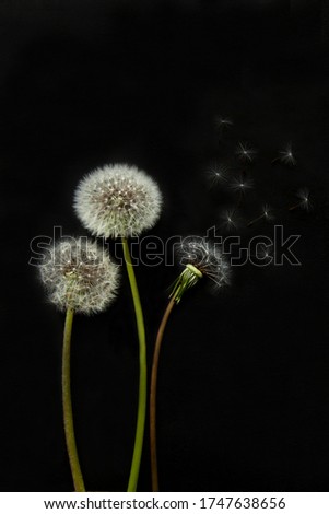 Three white dandelions with green stems on a black background