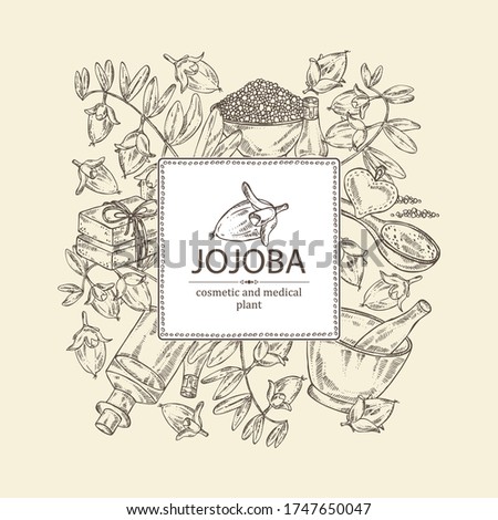 Background with jojoba nuts,branch of jojoba and fruit, essential oil, soap, bath salt and mortar and pestle. Cosmetic, perfumery and medical plant. Vector hand drawn illustration .