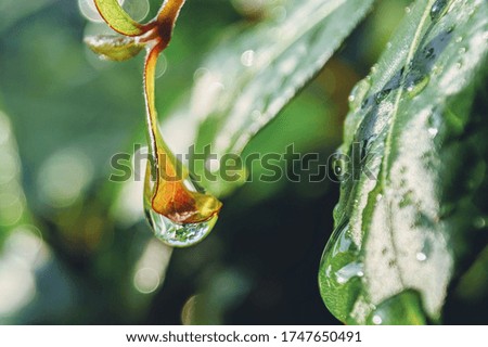 Close-Up Of Water Drops On Leaves. Selective focus.