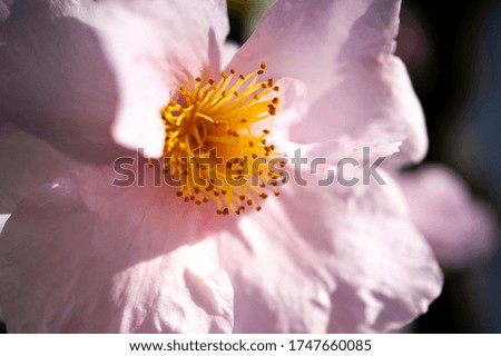 Closeup of pink flower and pollen