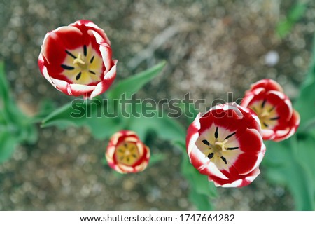 Tulips of various colors on the flower bed are scattered in the spring breeze
