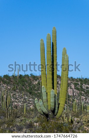 Subtropical desert landscape with Carnegiea gigantea cactus known as the Sagueso growing in the Sonoran desert in Mexico - Landscape nature photography
