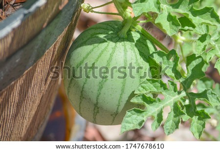 Sugar Baby Watermelon growing from a planter. Arizona USA
