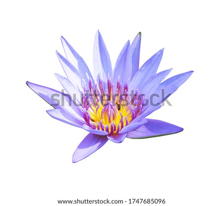 Purple blossom lotus and insect isolated on white background with clipping path
