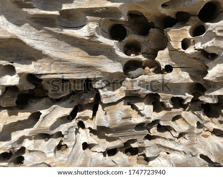 Close-up of natural wood textures