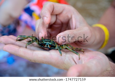 Crab sit on hand, blurred background