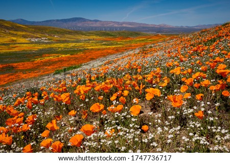 California iconic poppy field: Antelope Valley California Poppy Reserve State Natural Reserve, the wildflower bloom generally occurs from mid-March through April The orange and yellow California poppy Royalty-Free Stock Photo #1747736717