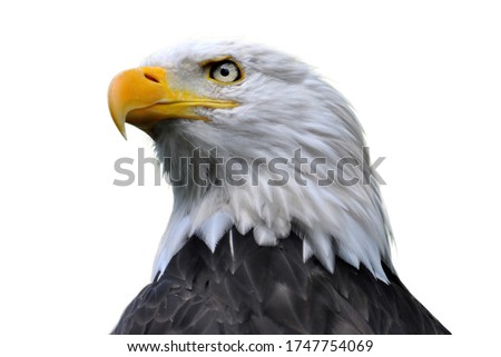 A closeup shot of an eagle head isolated on white background