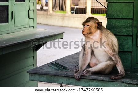 Portrait asia monkey. indian monkey on city background.