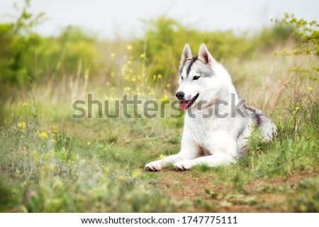 A grey and white Siberian Husky female is lying down in a field in a grass. She has brown eyes and looks left. There is a lot of greenery, grass, and yellow flowers around her. The sky is grey.