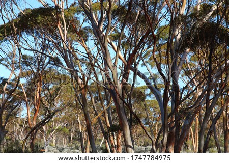 Great Western Wooland's in Western Australia is the largest woodlands remaining on earth with an estimated storage of over 900 million tons of carbon.
