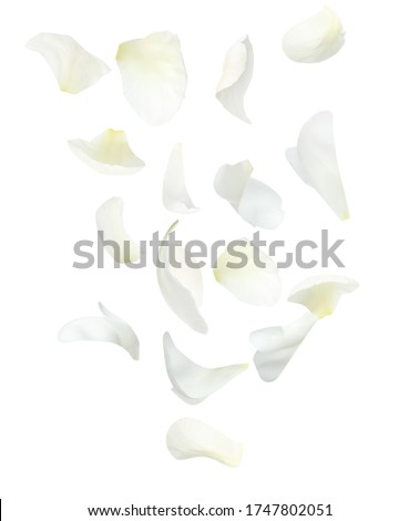Set of flying fresh peony petals on white background Royalty-Free Stock Photo #1747802051