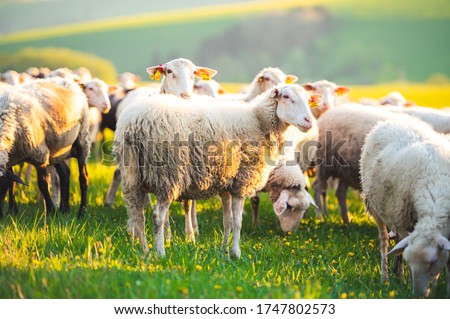 Sheeps in a meadow on green grass at sunset. Portrait of sheep. Flock of sheep grazing in a hill. Royalty-Free Stock Photo #1747802573