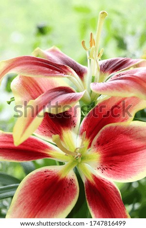 Bright yellow-red flowers of a blossoming lily close-up on a natural green background

