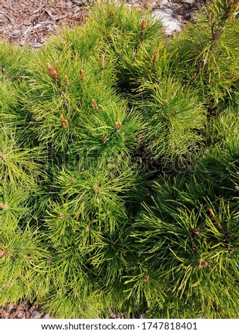 spring vegetation of Pinus mugo Mughus with long needles and pine candles close up