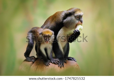 Fruit feeding family. Campbell's mona monkey or Campbell's guenon monkey, Cercopithecus campbelli, in nature habitat. Primate from Ivory Coast, Gambia, Ghana, tropic Africa Royalty-Free Stock Photo #1747825532