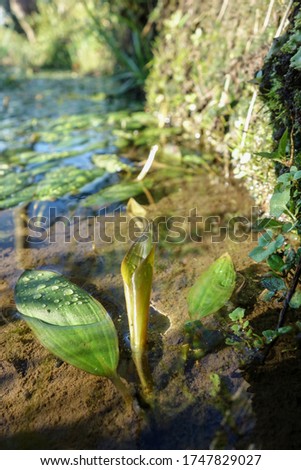   Aquatic plants  that live wild in a pond                      