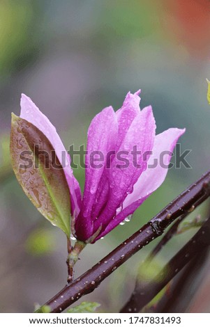 A close-up image of a beautiful big magnolia flower after the rain with raindrops on its petals.