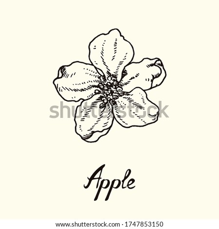 Apple flower, outline simple doodle drawing with inscription, gravure style