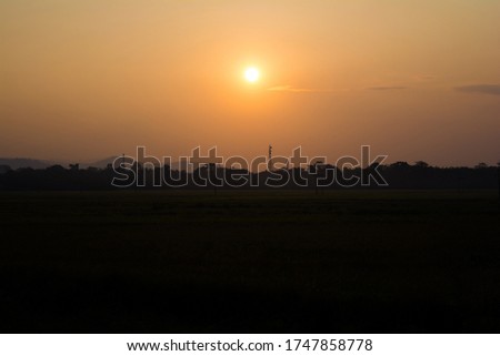 Evening silhouette landscape with plants and Trees in Kaziranga National Park Assam India
