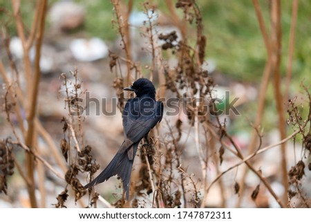 Black bird Great tail, songbird sitting on the nice branch with beautiful autumn background. little bird in nature forest habitat, Wildlife scene from nature. Parus major
