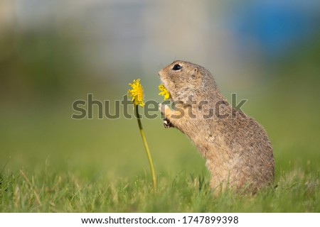 Ground squirrel with yellow dandelion