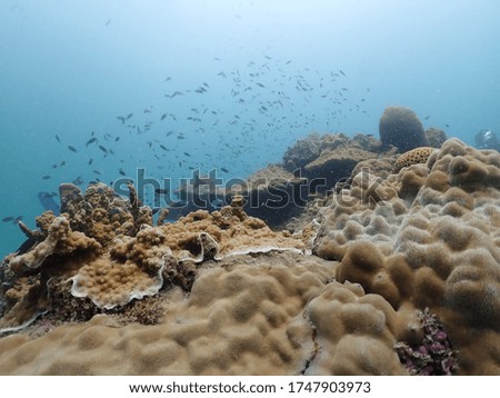 Underwater tropical pacific ocean with aquatic marine animals in ocean. Showing marine ecosystem under the sea. 