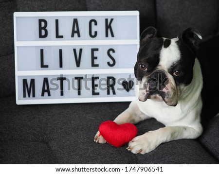 Portrait of black and white dog holding heart, Black lives matter sign against racism, Dog stock photo, Boston terrier image, BLM image, Black lives matter image