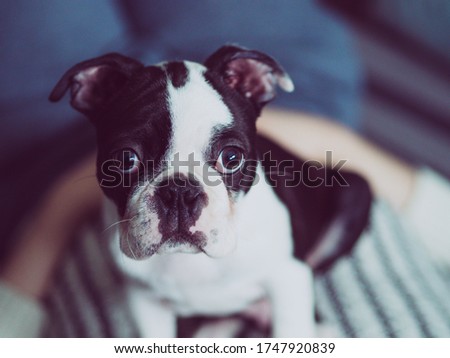 Boston terrier puppy, Boston terrier photo, Terrier image, Cute puppy face, Dog face photo, Doggy pic, Adorable dog photo, Puppy pics, Puppy image, Pet dog picture, Small dog image, Stock photo