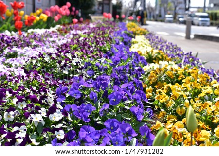 Spring, viola flowers in Saitama prefecture
